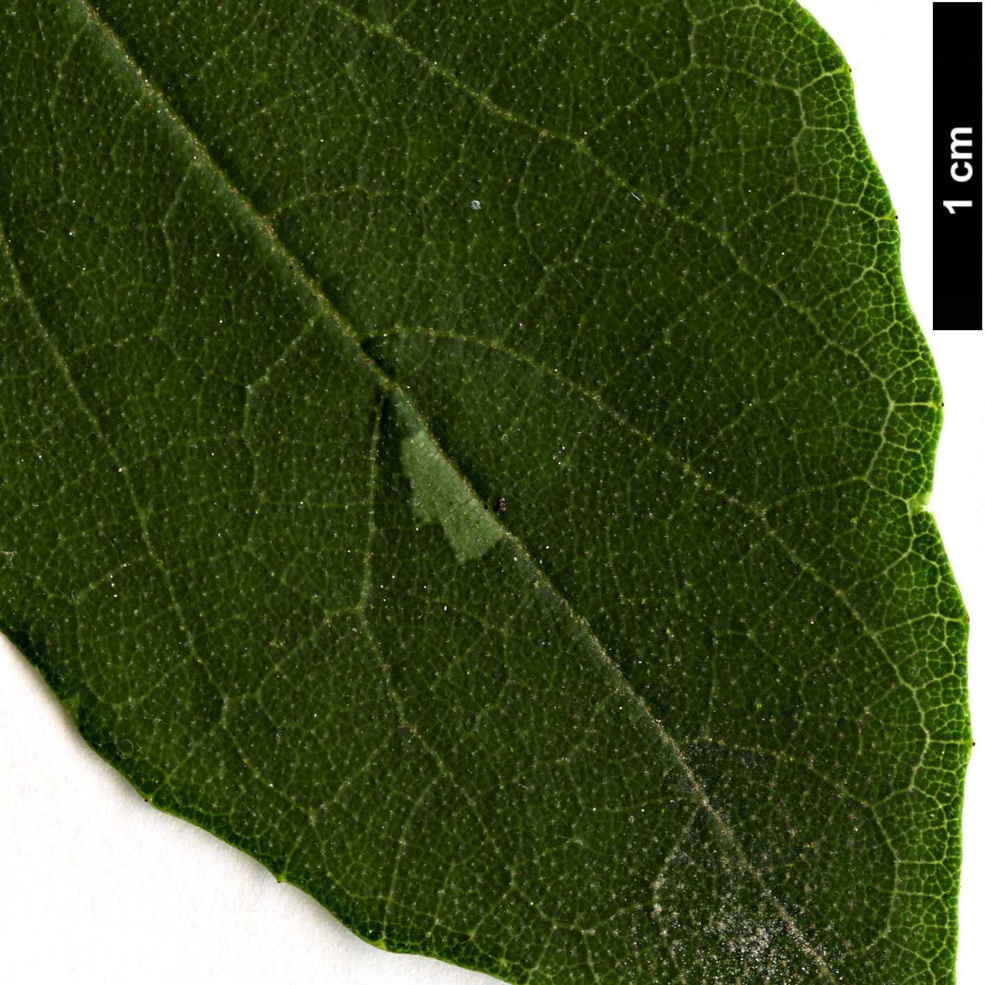 High resolution image: Family: Styracaceae - Genus: Styrax - Taxon: americanus - SpeciesSub: var. pulverulentus